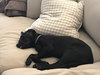 Charlie