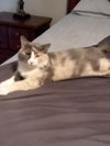 Gracie