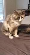 Gracie