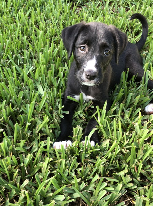 Molly the puppy