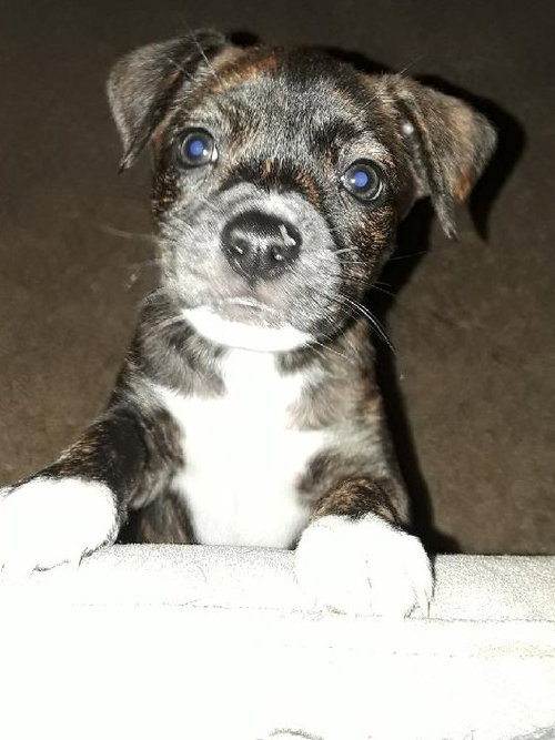 Minnie