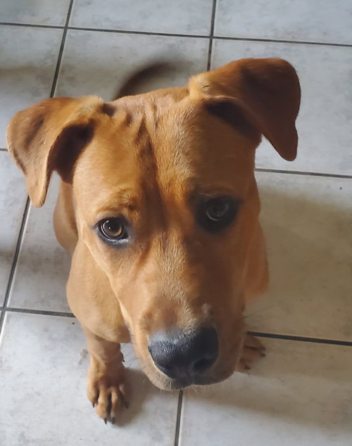 Bubba