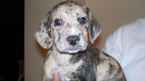 Jax