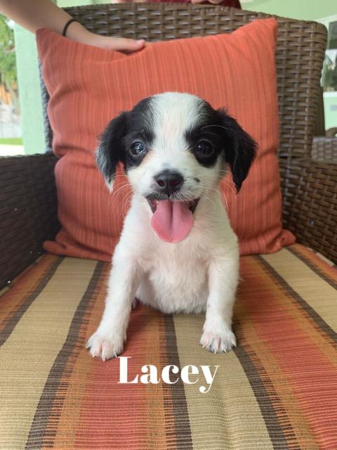 Lacey