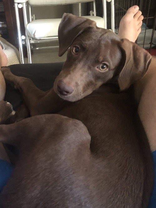 Hershey