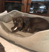 Hershey