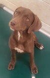 Hershey