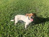 Little Sadie