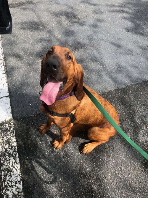 Sadie the Bloodhound