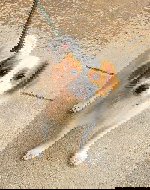 Zeus