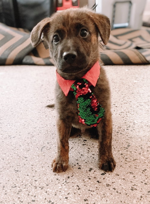 Moose