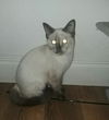 Amelia
