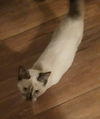 Amelia