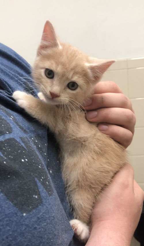 Artemis