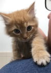 Apollo the kitten
