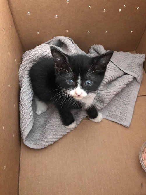 Cookie the kitten