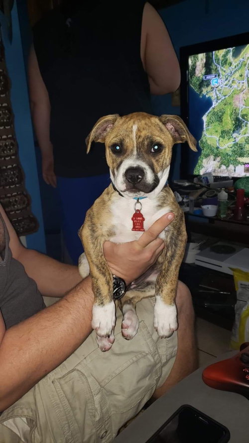 Brutus - cara