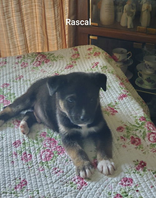 Rascal