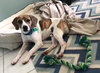 Buddy the Beagle