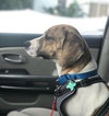 Buddy the Beagle