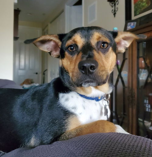 Apollo