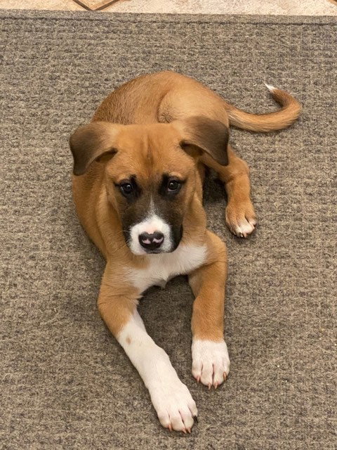Cricket (hound terrier)