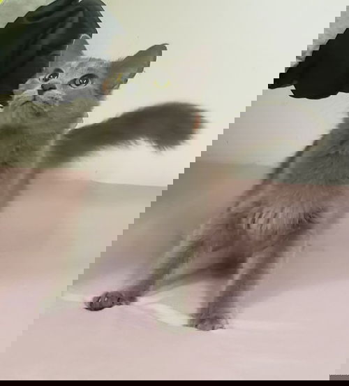 Whisp