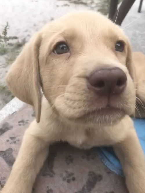 Sanka