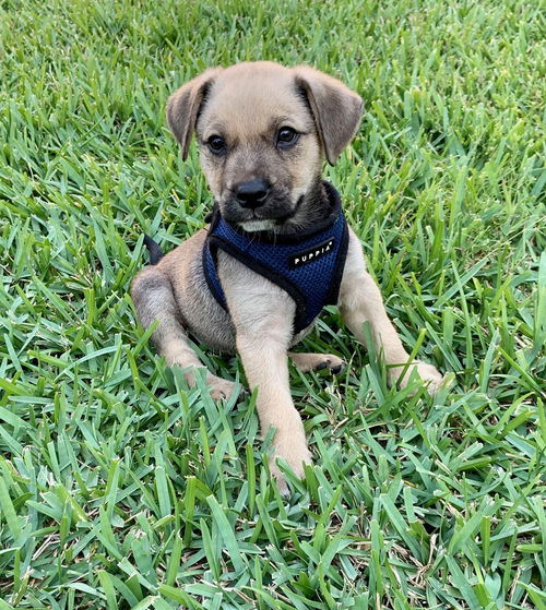 Jack