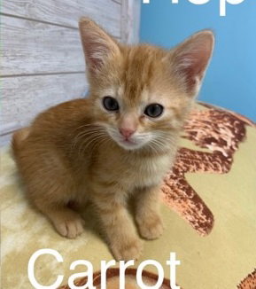 Carrot