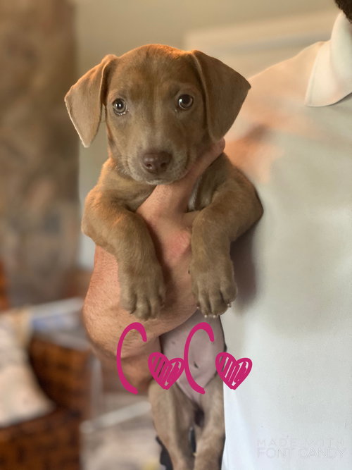 Coco