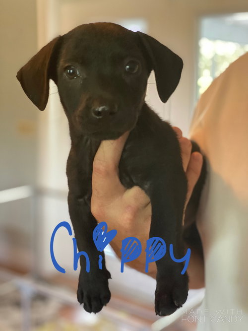 Chippy