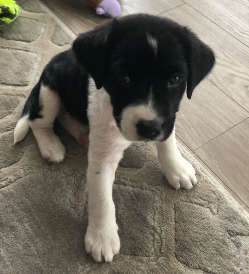 Winston