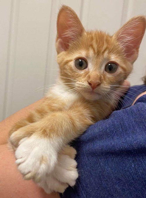 Ginger Kitten
