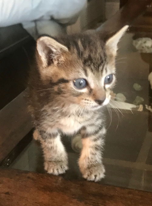 Nugget