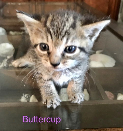Buttercup