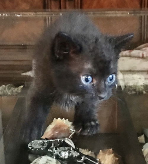 Luna
