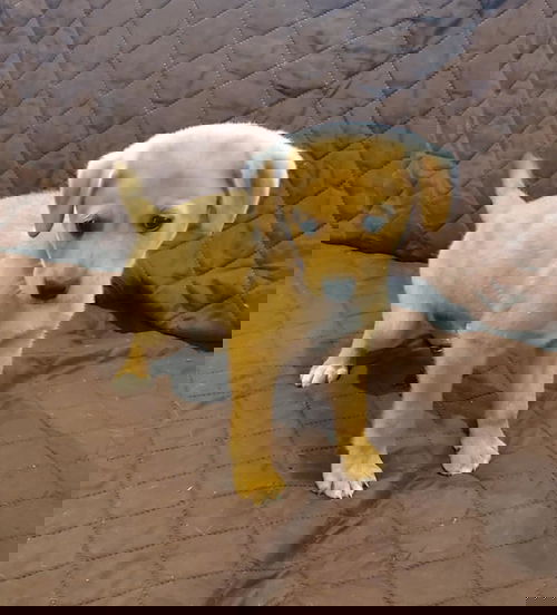 Queso