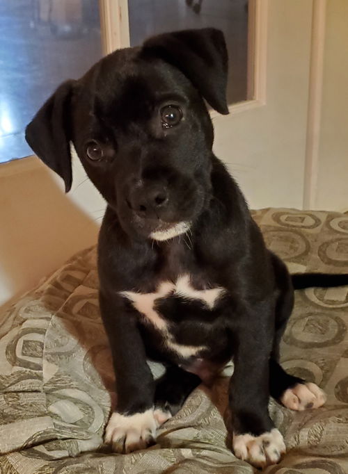 Max