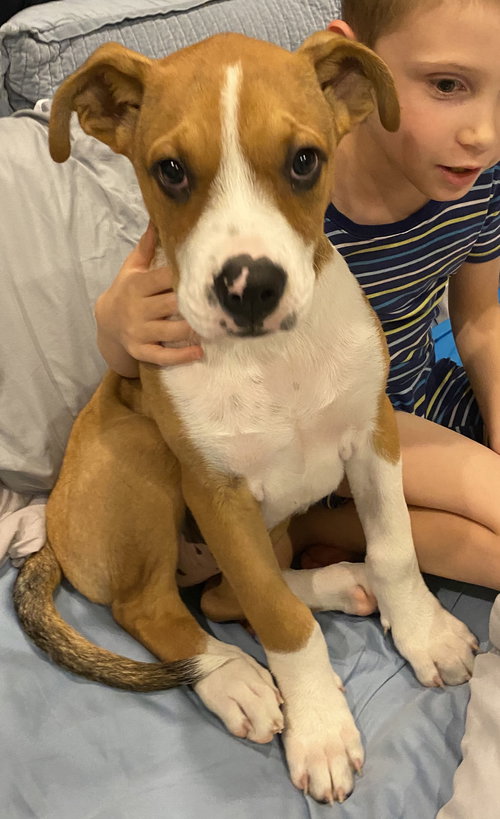 Brutus