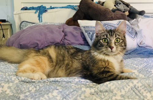 Savannah