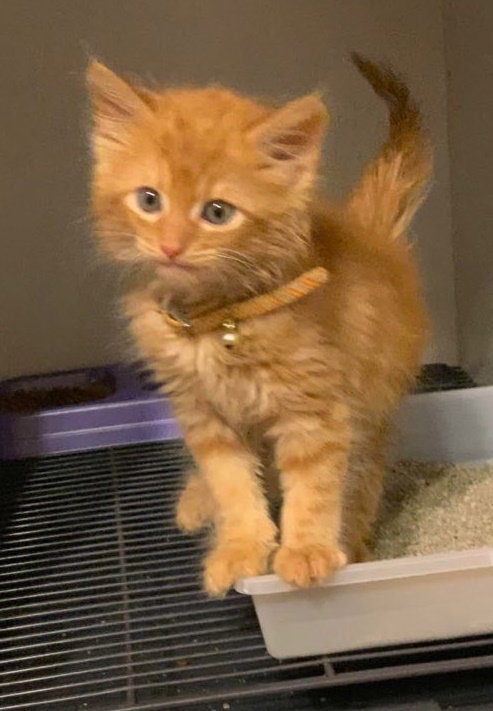 Butternut