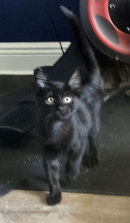 Simba