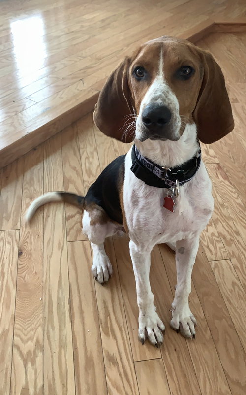Cooper
