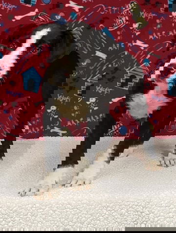 Bart