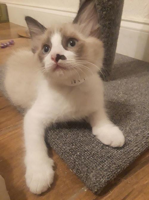 Apollo
