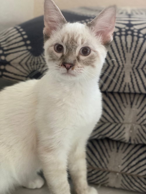 Frankie
