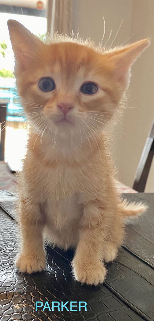 Parker