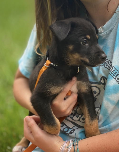 Sawyer