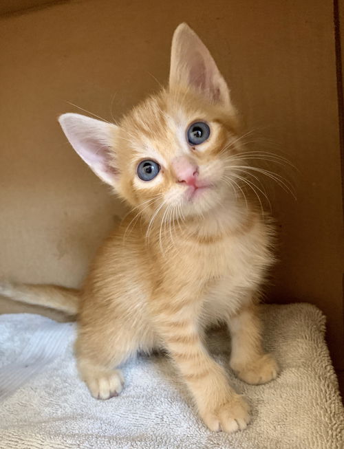 Ginger